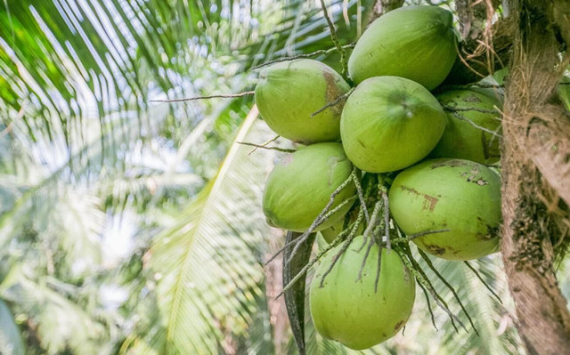 泰國椰青進(jìn)口報關(guān)關(guān)稅以及流程[專業(yè)團隊]