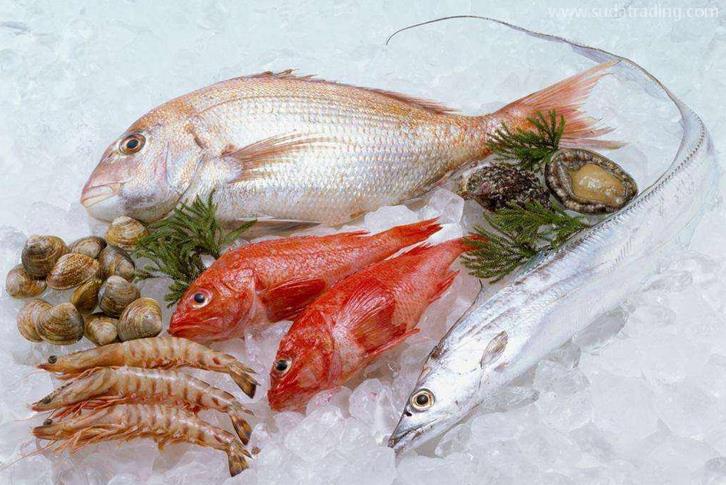 越南冷凍魚進口清關(guān)資料海防港海運水產(chǎn)品到深圳